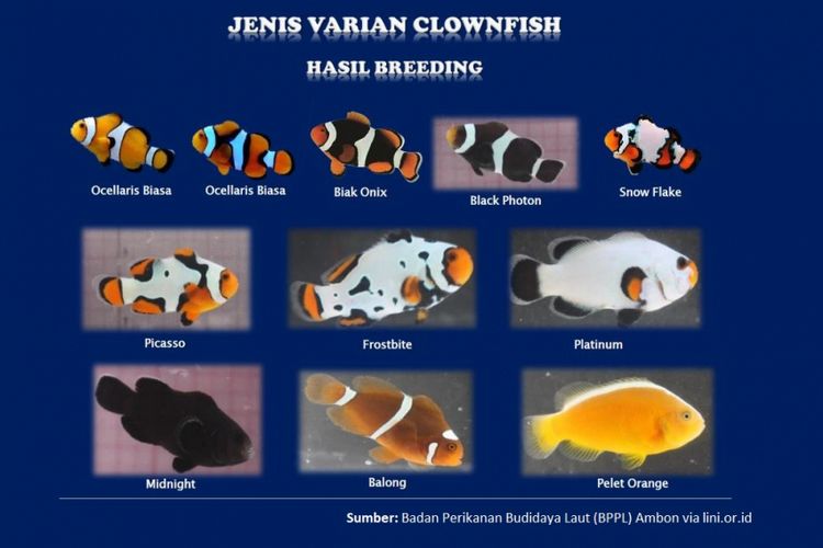 Sejumlah varian ikan nemo yang telah dikembangkan Badan Perikanan Budidaya Laut (BPPL) Ambon