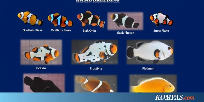 KKP: Ada 14 Varian Baru Ikan Nemo Siap Dorong Pasar Ikan Hias