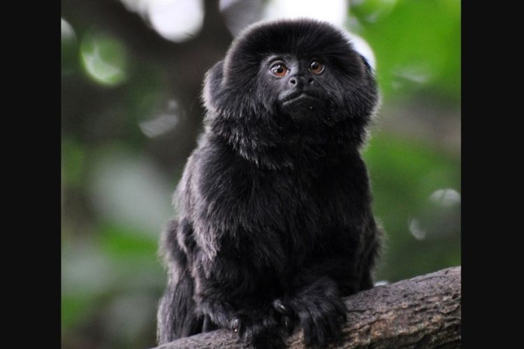 Monyet jenis Marmoset Goeldi yang berukuran mini koleksi dari Kebun Binatang Palm Beach, Florida, dilaporkan sempat dicuri sebelum ditemukan kembali dua hari kemudian.