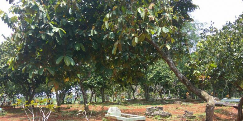 Pohon ditumbuhi rambut di Makam Parung Tengah, RT 003 RW 003, Duren Mekar, Bojongsari, Depok, Selasa (27/2/2018).