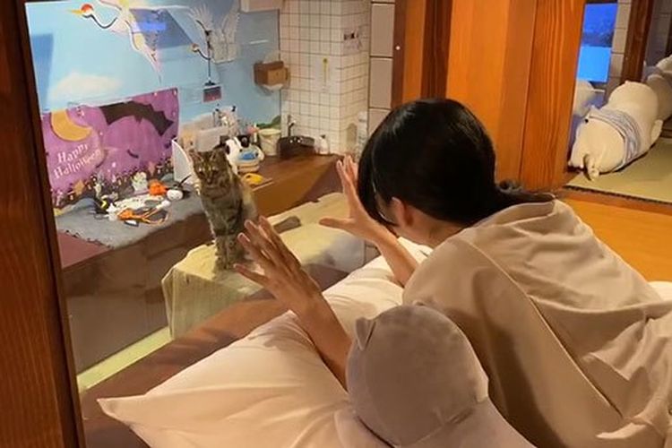 Kucing-kucing dapat menghampiri ke arah tempat tidur dari balik kaca