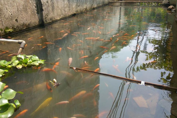  Kolam  Ikan  Gurame Belakang Rumah Tentang Kolam  Kandang 