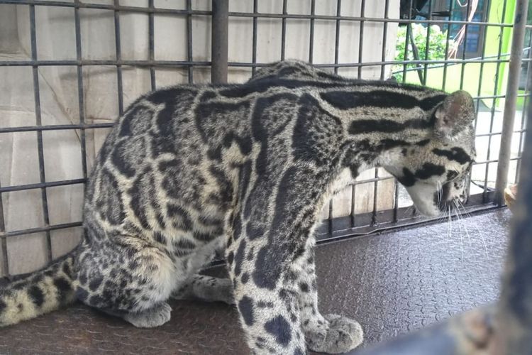 Macan dahan yang ditangkap dari kolong rumah warga di Inhu, Riau, diamankan di kandang transit BBKSDA Riau, Sabtu (21/7/2018). Kompas.com/dok. BBKSDA Riau