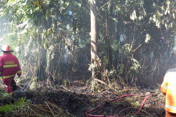 Kebakaran lahan terjadi di Riau sejak taggal 2 Januari 2019. Sejauh ini 41 hektar lahan ludes terbakar.