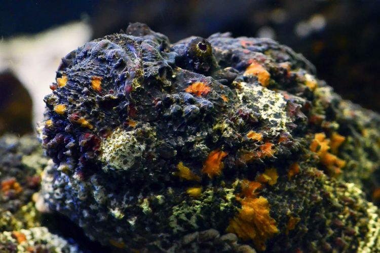 Stonefish atau ikan batu memiliki semacam pedang yang bisa berdiri untuk membunuh mangsa.