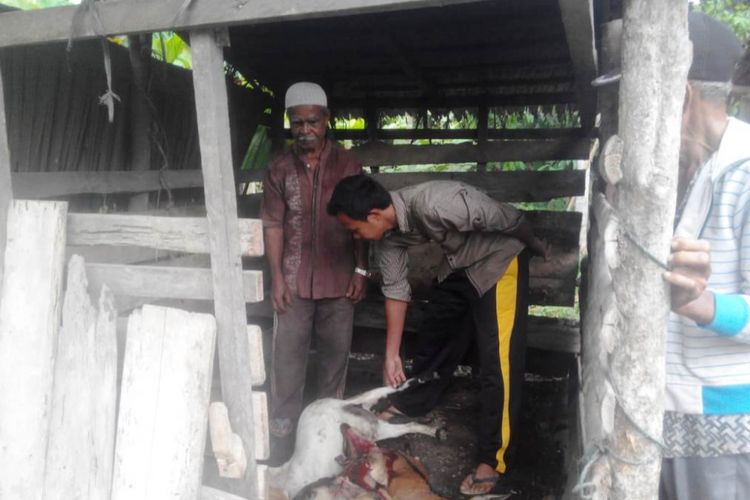 Polisi melakukan olah tempat kejadian perkara kasus pencuri yang menyembelih enam ekor kambing langsung dikandangnya Desa Teupin U, Kecamatan Pirak Timu, Kabupaten Aceh Utara, Sabtu (22/8/2018). 