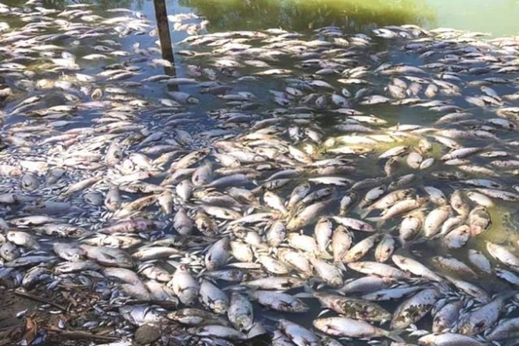 Ratusan ribu ikan ditemukan mati mengambang di sepanjang aliran sungai Darling dan menyebar ke perairan kota kecil Menindee, Australia.