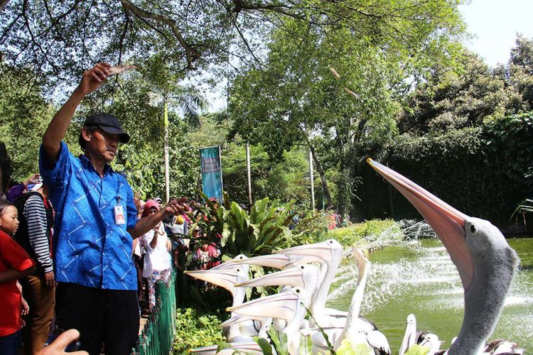 Petugas memberi makan hewan disaksikan sejumlah pengunjung di Taman Margasatwa Ragunan, Jakarta, saat libur hari raya Natal, Senin (25/12/2017). Tercatat hingga Senin siang, lebih dari 60.000 pengunjung memadati kebun binatang yang kerap dijadikan destinasi wisata saat musim liburan tersebut.