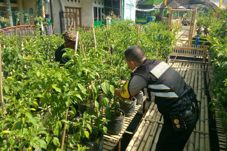 Tampak Aiptu Wawan Setiawan seorang Babinkamtibmas yang juga ketua RW04 tengah mengecek tanaman yang tumbuh diatas paranggong yang terhampar diatas sungai Cipamokolan RW04, Kelurahan Pajajaran, Kecanatan Cicendo, Kota Bandung.