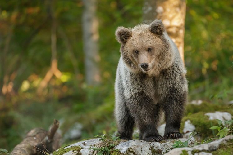 Seekor beruang cokelat terlihat di hutan Slovenia.