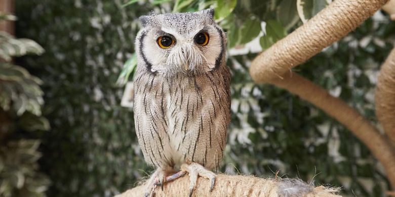 Kafe burung hantu, Sounan Fukuro Park di Tokyo, Jepang ini dibuka tahun 2014.