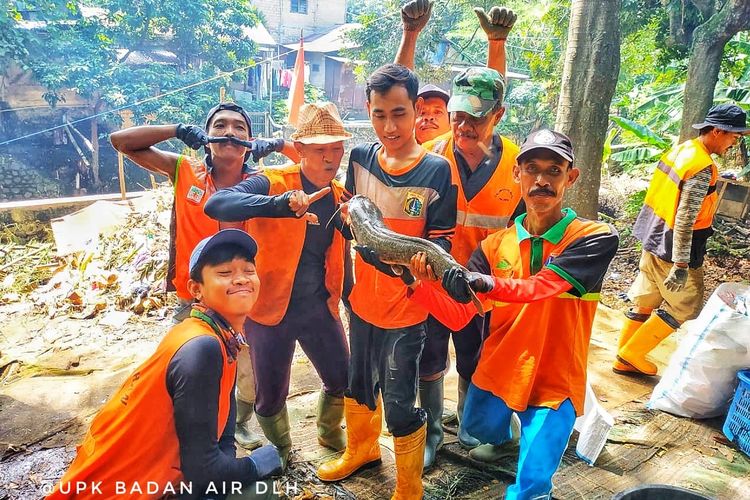 Petugas UPK Badan Air memamerkan ikan lele berukuran besar yang ditemukan di aliran Kali Cijantung, Pasar Rebo Jakarta Timur, Selasa (9/4/2019).