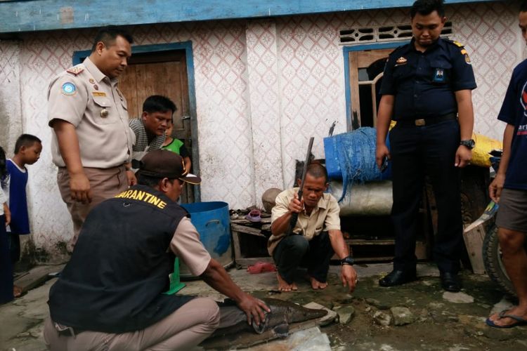 Ikan Aligator yang ditemukan warga di SP padang, Kaupaten Ogan Komering Ilir (OKI), Sumsel