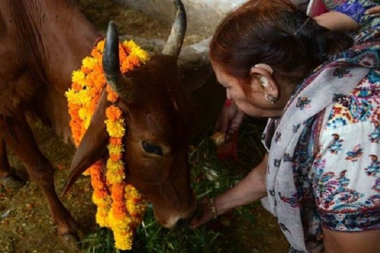 Bagi para pemeluk Hindu, sapi adalah hewan yang suci dan tak boleh dibunuh.