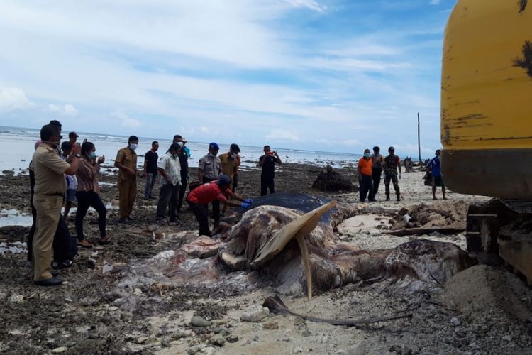 Proses penguburan bangkai paus biru yang terdampar di Pantai Desa Jiku Merasa, Kecamatan Lilialy, Kabupaten Buru, Maluku, dilakukan dengan menggunakan alat berat, Senin (14/1/2019). 