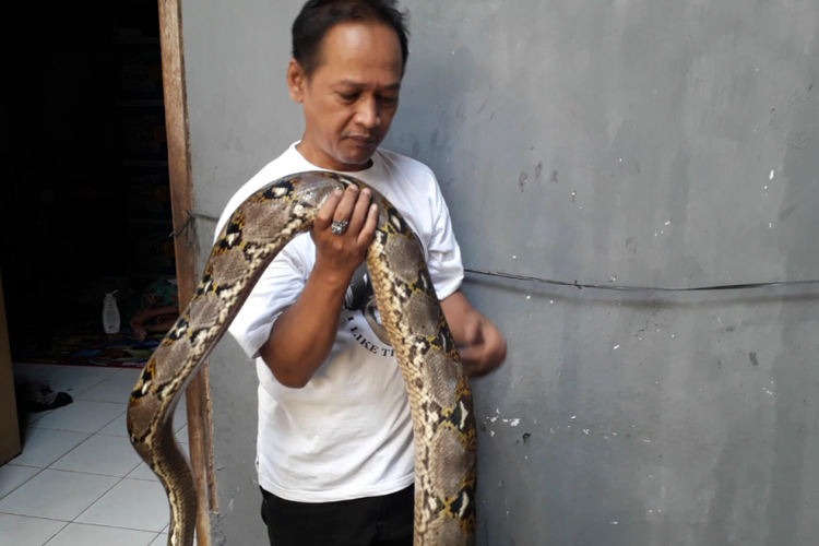 Ade Setiawan, warga Pademangan penghobi ular yang mengoleksi lima ekor ular sanca,  menunjukkan salah satu koleksi ular miliknya, Kamis (14/2/2019).
