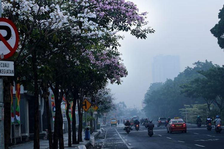 Pohon Tabebuya bermekaran di sejumlah jalan utama protokol Kota Surabaya| Kompas.com