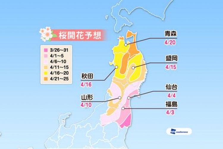 Prediksi sakura mekar di area Tohoku (Prediksi diumumkan tanggal 16 Januari 2019/ Weather News). 
