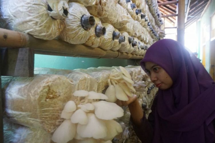 Salah seorang GTT memeriksa jamur yang dikembangkan di SD Jatisari, Kecamatan Ponjong, Kabupaten Gunung Kidul, Yogyakarta.