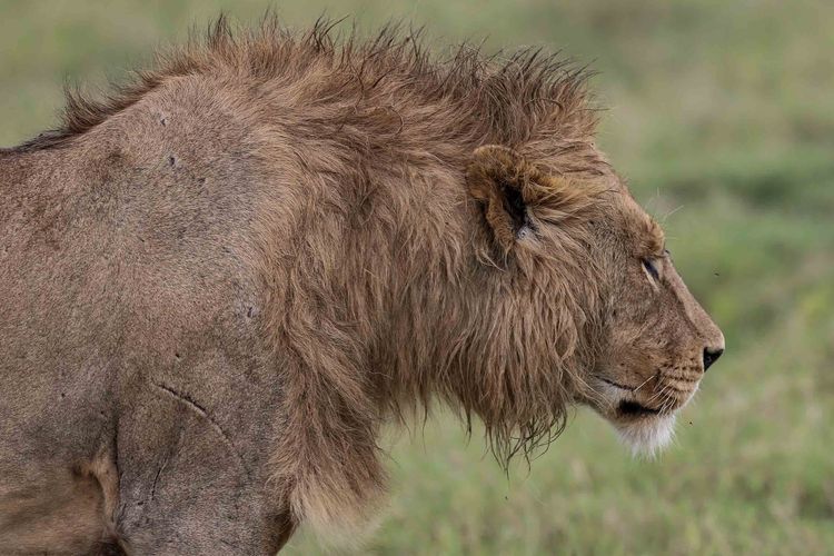 Singa terlihat di sekitar Taman Nasional Ngorongoro di Tanzania, Afrika Timur, Rabu (3/4/2019). Taman Nasional Ngorongoro adalah keajaiban alam dunia kedelapan dan memiliki satwa-satwah langkah seperti Badak Hitam, Kerbau Afrika, Kuda nil, Gajah, Eland dan antelope, hingga para karnivora seperti singa, cheetah, dan leopard.