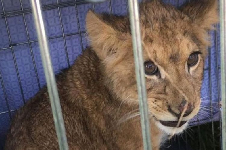 Bayi singa yang ditemukan di Tienhoven, Belanda.