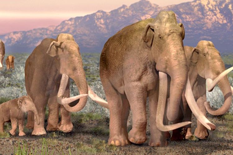 Ilustrasi kawanan mammoth Kolombia
