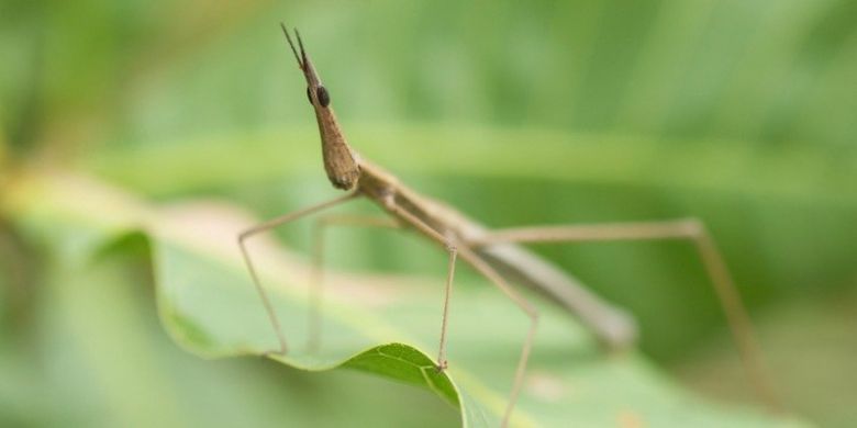 Serangga tongkat masih bisa menghasilkan keturunan meski sudah mati