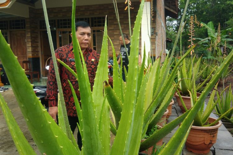 Tumbuhan lidah buaya yang tumbuh subur di pekarangan milik warga dusun Jeruk Legi, Desa Kantongan, Kecamatan Nglipar, Gunungkidul, dimanfaatkan untuk membuat minuman dan makanan (Kompas.com/Markus Yuwono)