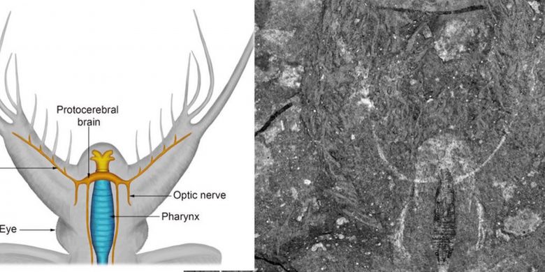 Ilustrasi ini menunjukkan otak Kerygmachela kierkegaard (kiri) di samping salah satu foto fosilnya (kanan).
