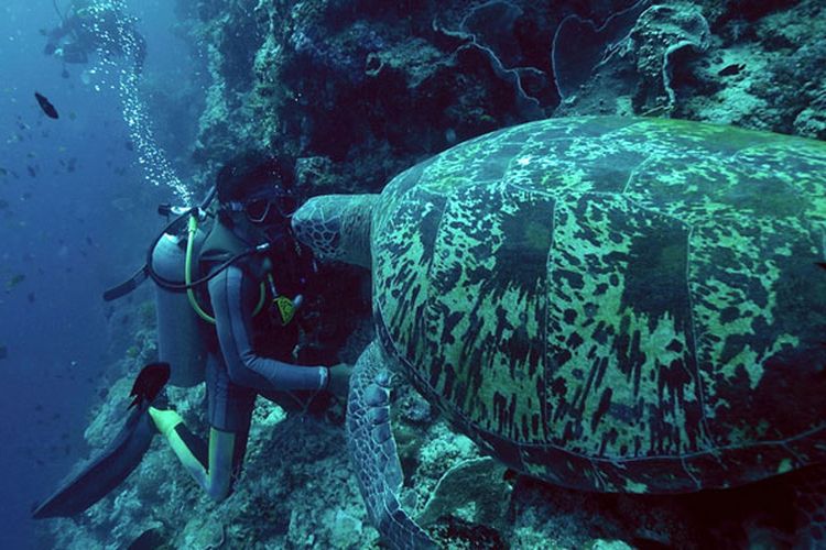 Diving di Bunaken, Sulawesi Utara.