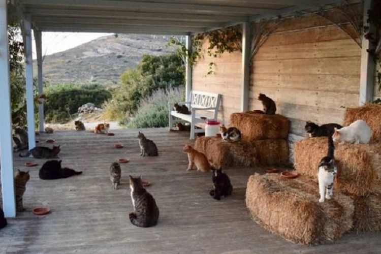 Inilah sebagian  kucing yang berada di sebuah tempat penampungan di Pulau Syros, Yunani. 