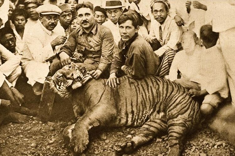 Foto tahun 1920 memperlihatkan Harimau Jawa yang dibunuh di Preanger, dekat Garut, Jawa Barat