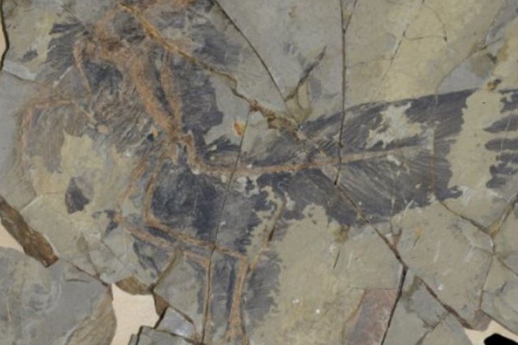 Fosil Caihong Juji 