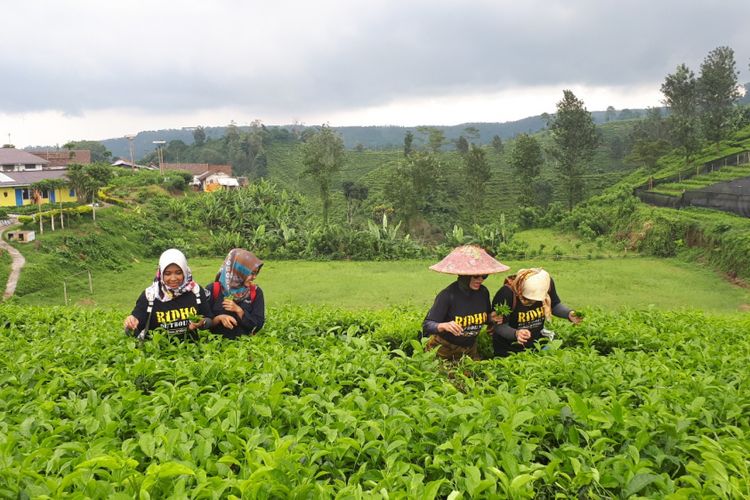 Tak hanya memandang kawasan kebun teh yang indah, wisatawan boleh ikit memetik teh di kebun teh Andung Biru. 