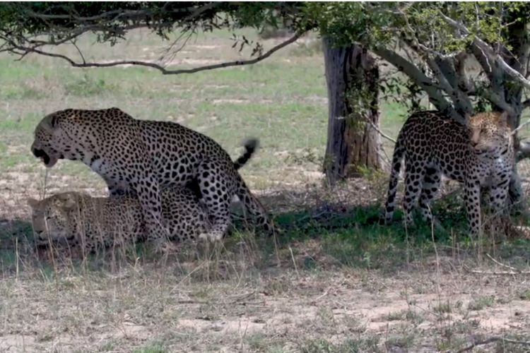 Seekor macan tutul pejantan kawin dengan dua betina sekaligus