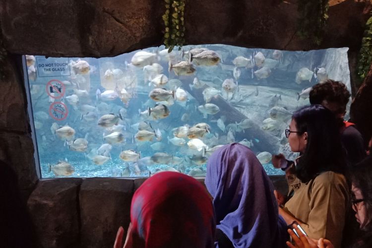 Pengenalan program Aqua Camp di Jakarta Aquarium, Jumat (27/4/2018).