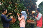 Akhir Februari Saatnya Panen Buah Sepuasnya di Tempat Wisata Ini