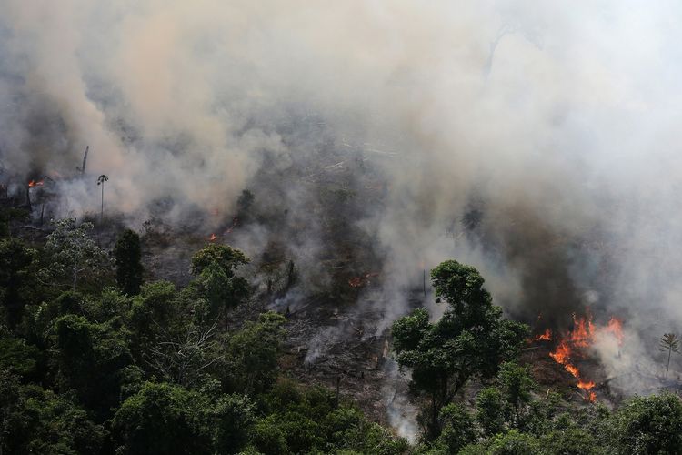 Sebuah foto dari udara yang menunjukkan kebakaran hutan Amazon di kawasan Novo Progresso, Nedgara Brasil, pada 23 September 2013.