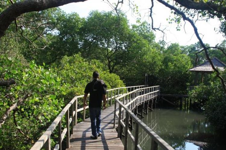 Kawasan wisata mangrove di Mangrove Information Center, Bali.