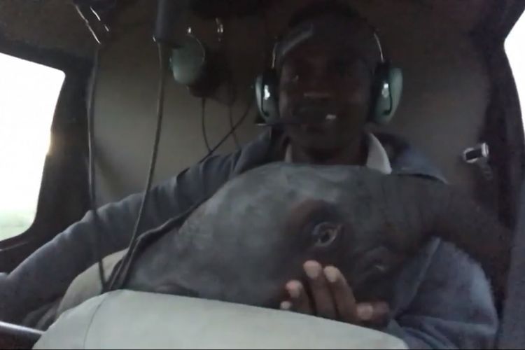 petugas membawa seekor gajah dengan helikopter di Kenya