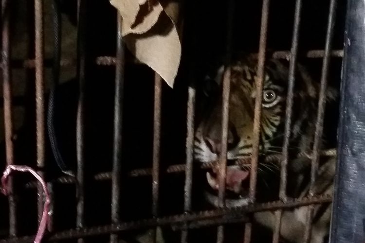 Harimau sumatera (Atan Bintang) saat dibawa menuju pusat rehabilitasi harimau sumatera di Dharmasraya, Sumatera Barat