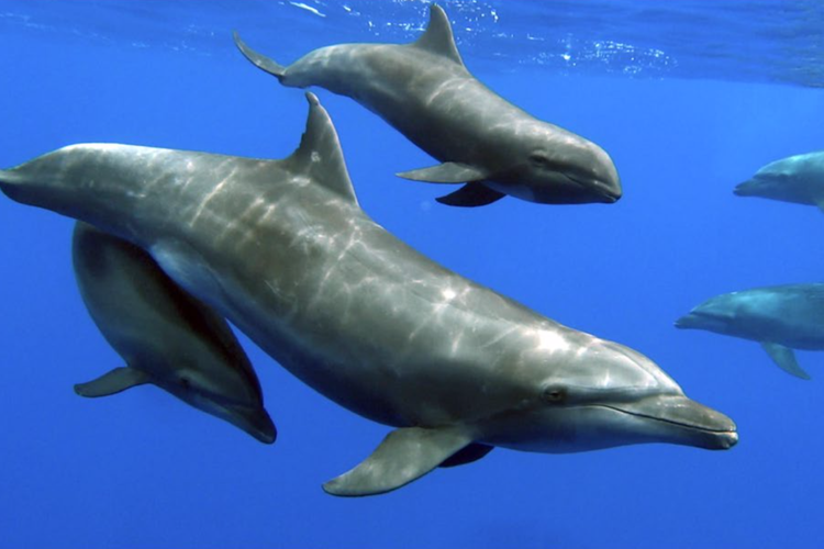 Induk lumba-lumba hidung botol pertama kalinya terdokumentasi merawat paus kepala melon.