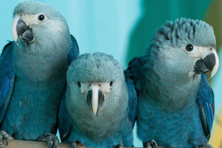 Makaw Spix, burung biru cantik yang ada di film animasi Rio diyakini sudah punah di alam liar.