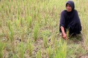 Kekeringan, 150 Hektar Sawah di Aceh Besar Terancam Gagal Panen