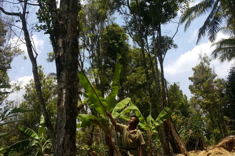 Dimin, salah satu petani di Desa Mendak, Kecamatan Dagangan, Kabupaten Madiun, Jawa Timur menunjukkan pohon cengkih miliknya yang mulai punah karena terserang hama BPKC, Jumat ( 22/9/2017).