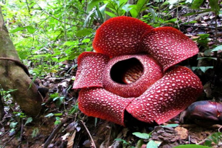 Kumpulan Gambar Sketsa Bunga Rafflesia Arnoldii - Sketsa Gambar