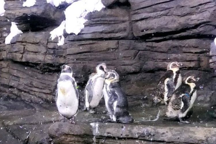 Penguin jenis Humboldt yang dikirim ke Akuarium di Jeddah, Arab Saudi berasal dari Peru.
