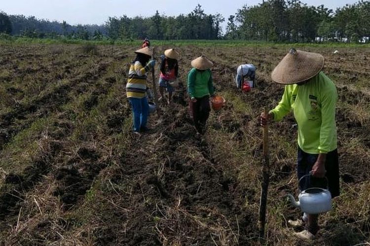 Bentuk dukungan bantuan yang diberikan ke petani berupa sarana produksi benih sumber, pestisida, dan pupuk.