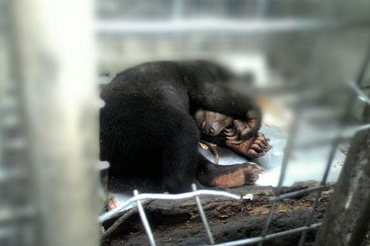 BKSDA dan polisi perairan di Balikpapan mengevakuasi satu anak beruang madu yang jinak dari tangan seorang nelayan. BKSDA segera mengirim beruang madu ini ke lembaga konservasi untuk dirawat.