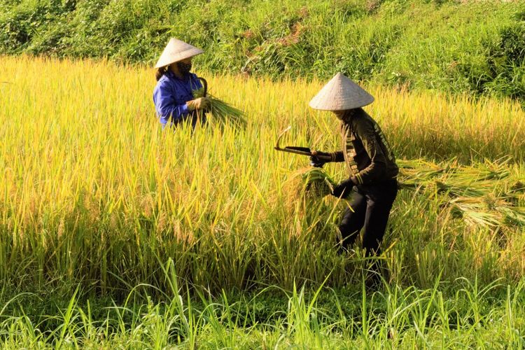  Panen 32 Ton Padi di Banyuwangi Rini Jelaskan Program 